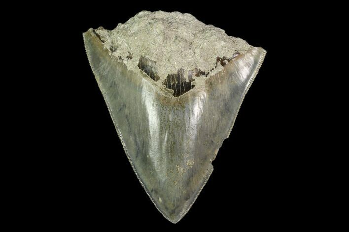 Bargain, Serrated Megalodon Tooth - Indonesia #149884